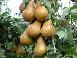Bosc pear tree 