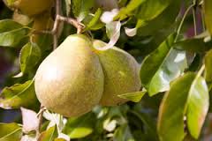 Comice pear tree 