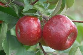 Connell Red apple tree 