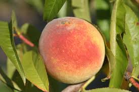 Contender peach tree 