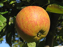 Cox's Orange Pippin apple tree 