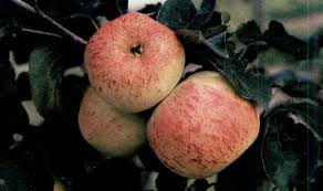Duchess of Oldenburg apple tree 