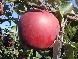 Enterprise apple tree 