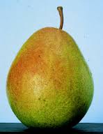 Flemish Beauty pear tree 