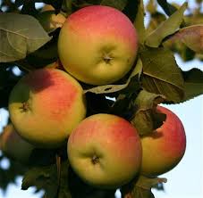 Goodland apple tree 