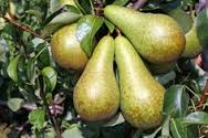 Gourmet pear tree 