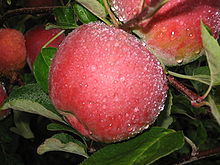 Macoun apple tree 