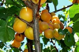 Moongold apricot tree 