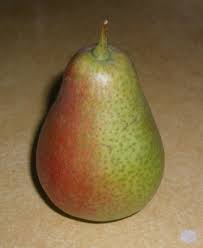 Patten pear tree 