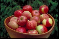 Red Baron  apple tree 