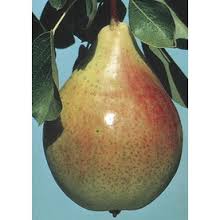 Red Clapps pear tree 