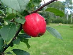 Red Prairie Spy  apple tree 