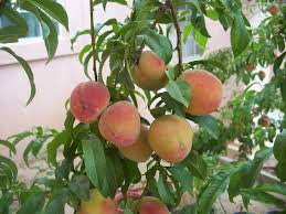Reliance peach tree 