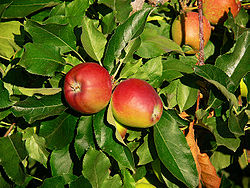 Royal Gala apple tree 