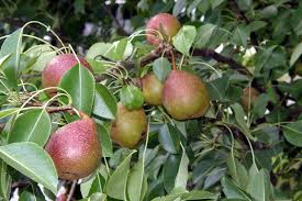 Seckel pear tree 