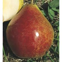 Summercrisp pear tree 