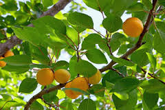 Sungold apricot tree 