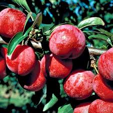Superior plum tree 