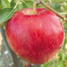 Sweet Sixteen  apple tree 