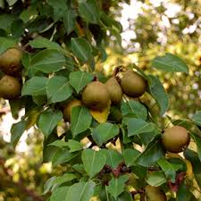 Ure pear tree 