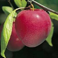 Waneta plum tree 