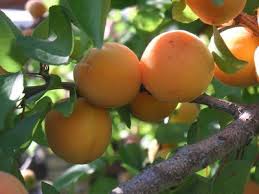Westcot apricot tree 