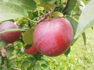Winecrisp  apple tree 